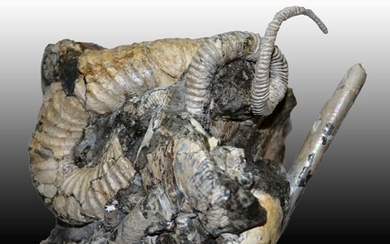 Ammonite - heteromorph - didymoceras cheyennensis + baculites baculus + scaphites sp - 40×20×18 cm