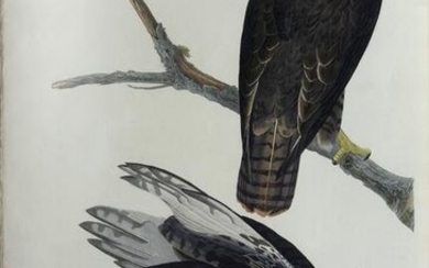 Audubon Aquatint, Black Warrior