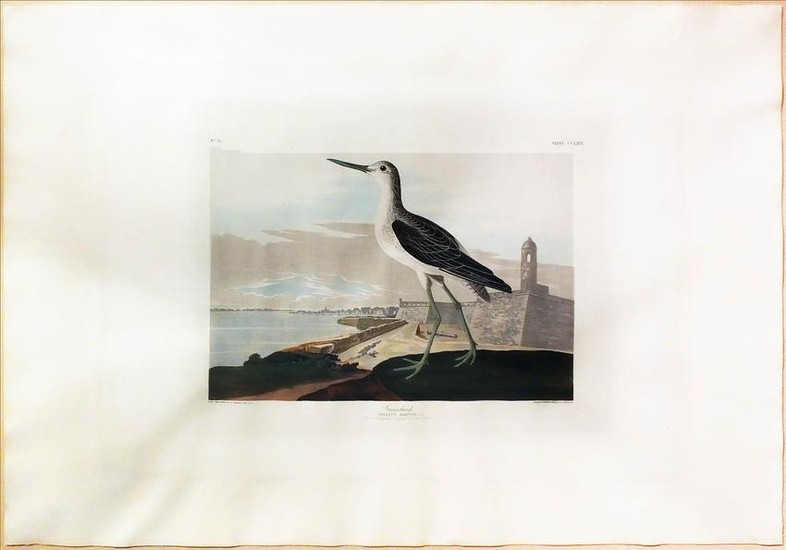 Audubon Aquatint, Greenshank