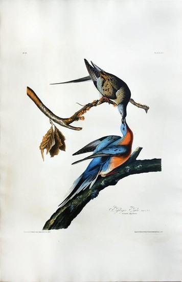 Audubon Aquatint Passenger Pigeon