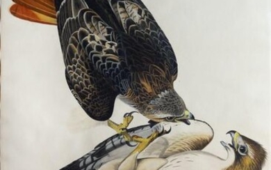 Audubon Aquatint, Red-Tailed Hawk