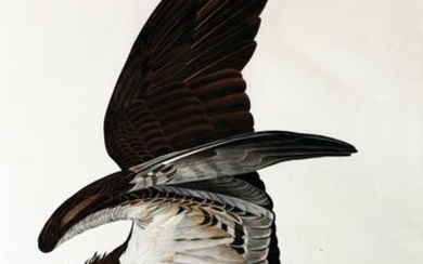 Audubon, Fish Hawk - Deckeled with uncut margins.