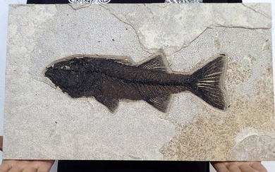 Big fossil fisch - Matrix plate - Mioplosus labracoides - 2.3×28.4×48.2 cm