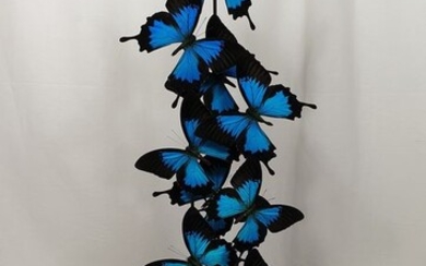Blue Emperor Butterflies Domed - Papilio ulysses- 62×29×29 cm