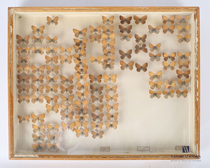 Boite entomologique contenant cent cinq lepidoptères... - Lot 7 - Vasari Auction