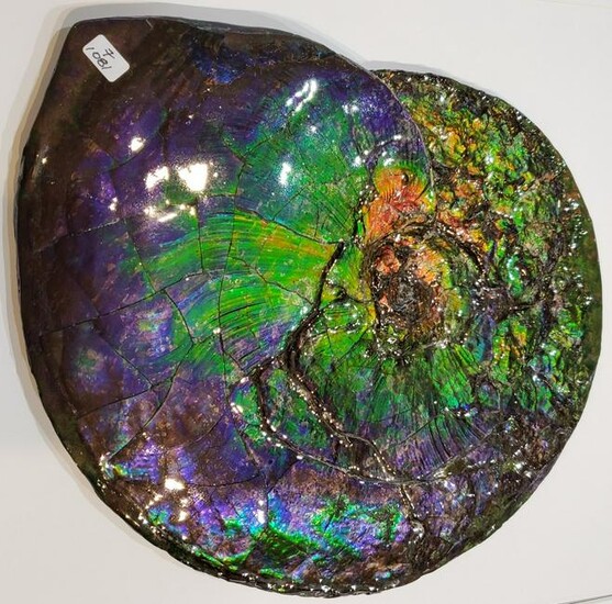Colourful Canadian Ammonite