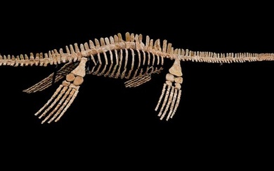 Dinosaur - Fossil skeleton - PLESIOSAURO - 440 cm
