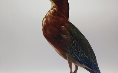 Green Heron - Central America - Butorides virescens - 34×14×24 cm