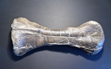 Hadrosaur - Bone - Hypacrosaurus altispinus - Metatarsale - Two Medicine Formation/USA - 26×11×6 cm