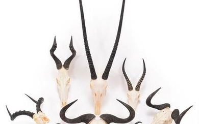 Horns/Skulls: A Selection of African Game Trophy Skulls, a varied...
