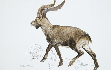 JUAN VARELA (Madrid 1950) "Cabra montés" Watercolour and graphite on paper Signed Measurements: 25,5 x 35,5 cm. Original illustration for the book "Mammals of Spain" from Lynx Publishing House Exit: 225uros. (37.437 Ptas.)
