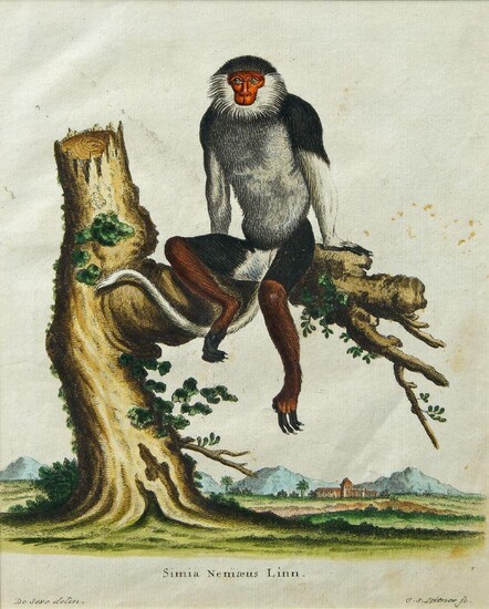 Johann Sebastian Leitner, German 1715-1795- Simia Nemaeus Linn; hand-coloured engraving, 22.5 x 18 cm: together with three other engravings by various hands depicting other breeds of monkeys: and four hand-coloured engravings entitled, a Yellow...
