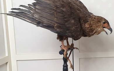 Juvenile Bateleur Eagle -full body on natural perch - with Snake - Terathopius ecaudatus - 75×70×65 cm
