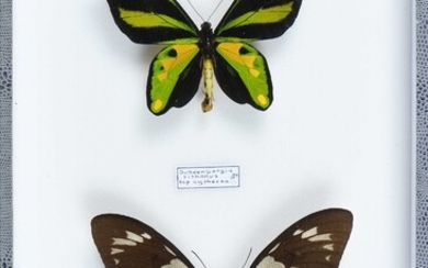 Ornithoptera tithonus cytherea couple Cites annexe II B