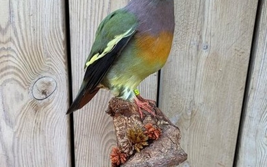 Pink-necked Green Pigeon - Full-body mount - Treron vernans - 33×16×13 cm