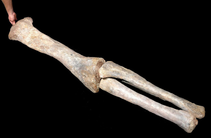 Rare Dinosaur leg bone set from a Diplodocoid Sauropod