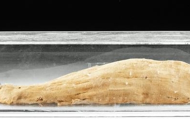 Rare Egyptian Mummified Nile Perch w/ X-Ray