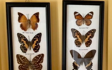 Set of nineteen frames of various butterflies with...