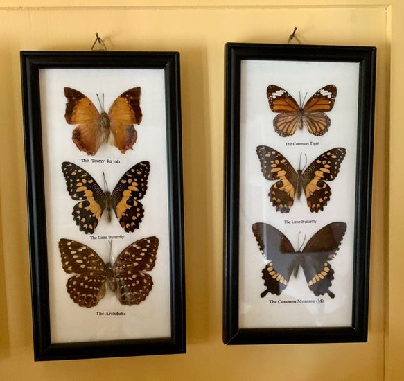 Set of nineteen frames of various butterflies with...