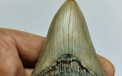 Shark - Fossil tooth - Carcharocles megalodon - 96 mm - 71 mm