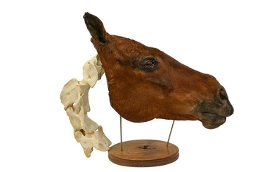 TAXIDERMY: A UNIQUE COMPARATIVE ANATOMY HORSE HEAD