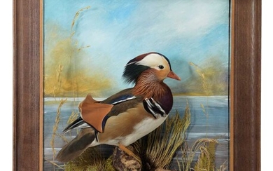 Taxidermy: A Wall Cased Mandarin Duck (Aix galericulata), dated 2004,...