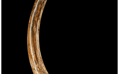 Woolly Mammoth Tusk Mammuthus primigenius Pleistocene Alaska, USA Mammoths...