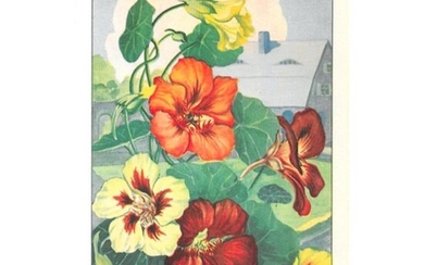 1920's Nasturtium Color Lithograph Print