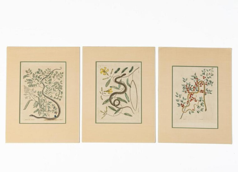 3 PCS, MARK CATESBY SNAKE HAND COLORED ENGRAVINGS