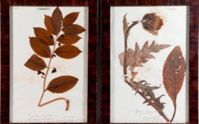 Eight late 18th/ early 19th century botanicals in early 19th century frames.