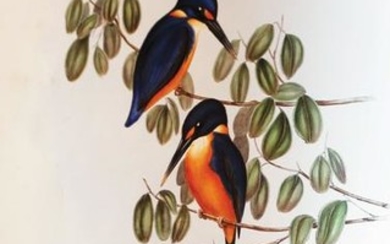 Gould's Birds of Australia