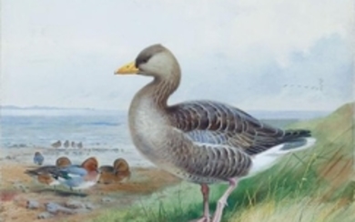 Thorburn Watercolor of Widgeon and Greyleg