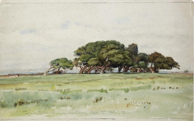 Original Watercolor of Oaks in the Bay of Monterey