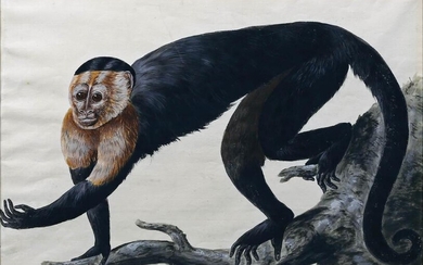 Paillou Monkey Watercolor
