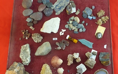 A COLLECTION OF ROCK AND SHELL SPECIMENS
