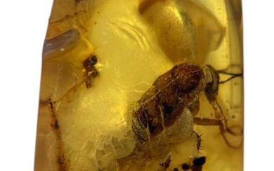 A FOSSIL BEETLE IN DINOSAUR AGED BURMESE AMBER This...