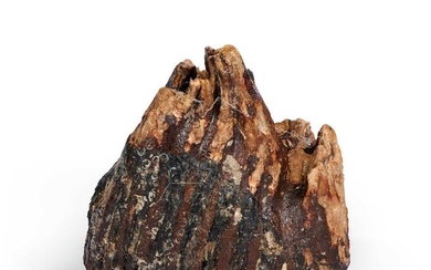 A FOSSILISED MOLAR TOOTH FROM A YOUNG MAMMOTH, ICE AGE