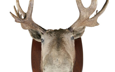 A LARGE TAXIDERMY MOOSE HEAD, 19th century, applied...