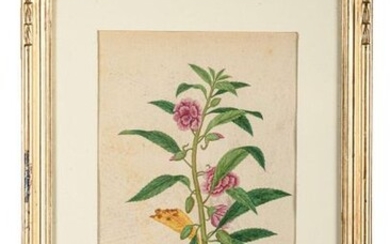 Flowers, from Lord Macartney's albumssecond half of the 18th centurywatercolor on laid and watermarked paperLord Macartney was an English ambassador to Beijing since 1793 and assembled an album with 30 illustrations of watercolor plants, the work is...