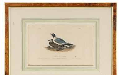 Hand-Colored Lithograph After John James Audubon "Black-headed Gull"