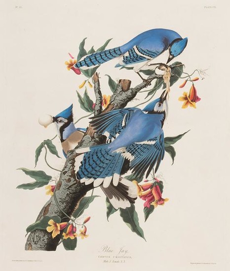 John James Audubon (American, 1785)