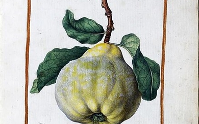Le Moyne Watercolor of a Quince