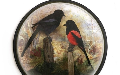 MYTHICAL MAGPIES