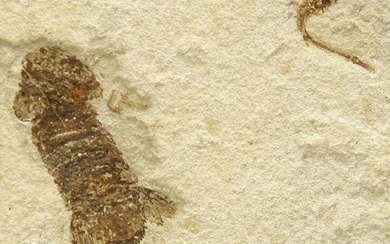 Scyliaridae + Penaeus aramburgi from Hakel (Jbeil -...
