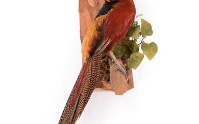 Taxidermy: A Golden Pheasant (Chrysolophus pictus), modern, a full mount...