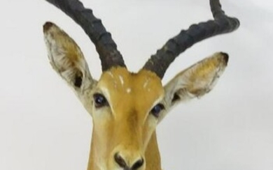Taxidermy: a mid 20thC head mount of an Impala