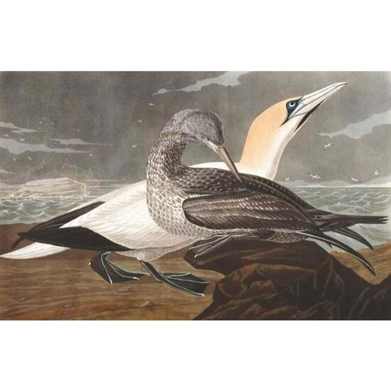 c1946 Audubon Print, # 326 Gannet