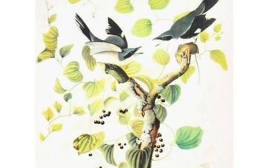 c1946 Audubon Print, #57 Loggerhead Shrike