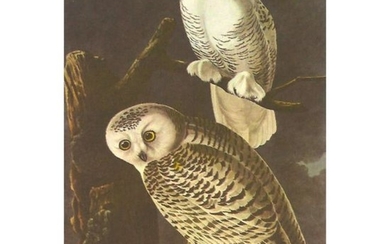 c1950 Audubon Print, Snowy Owl