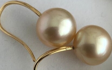18 kt. South sea pearls, Yellow gold - Earrings